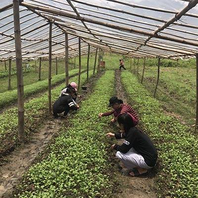 Farming in Thailand